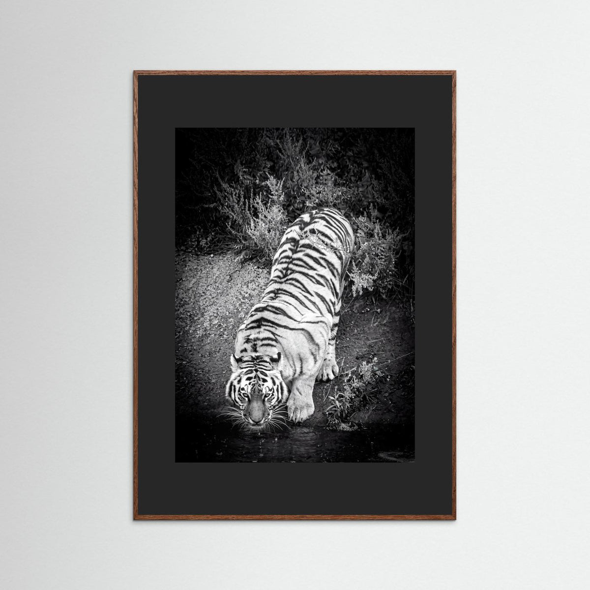 Tiger drinking water