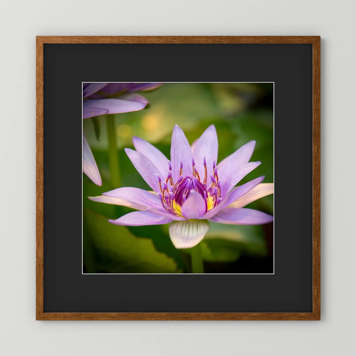 Purple Water Lily