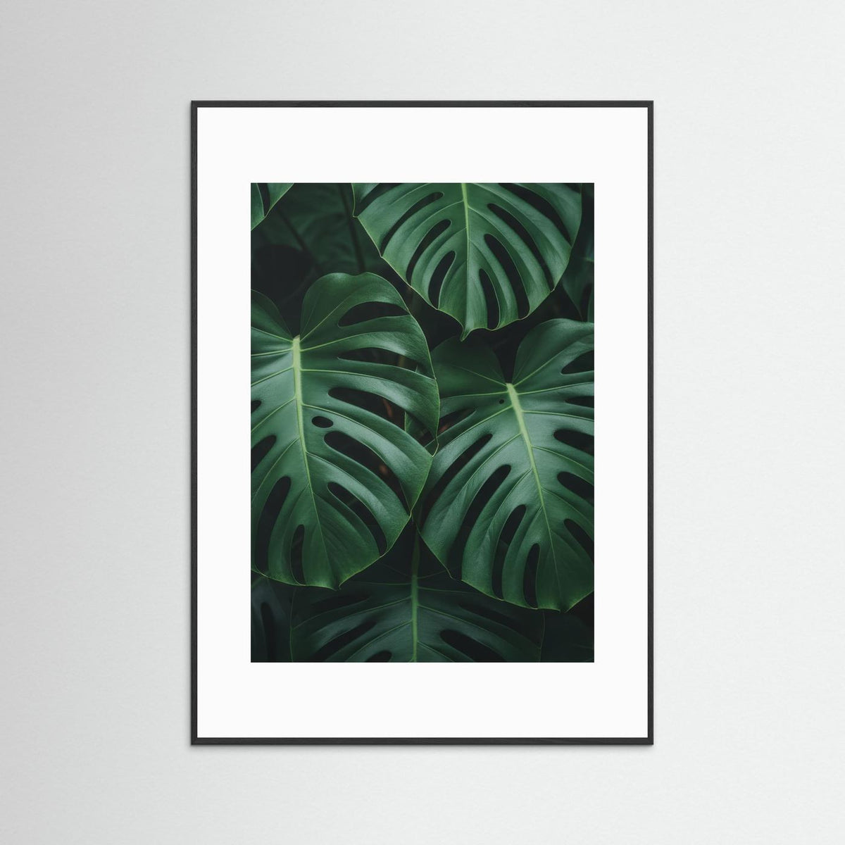 Monstera Deliciosa