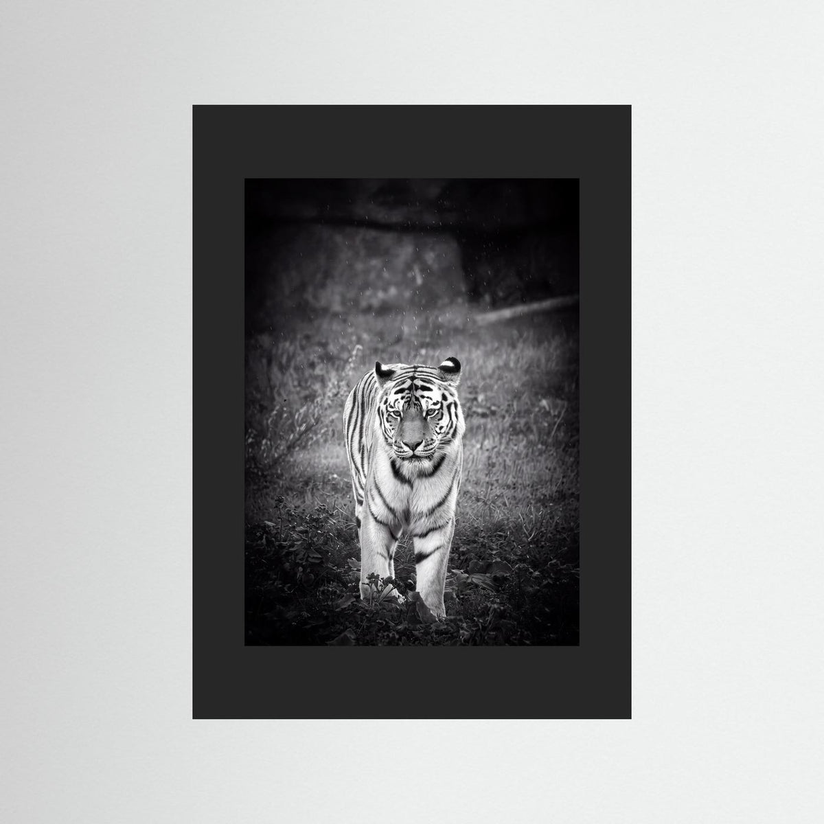 Tiger in Rain