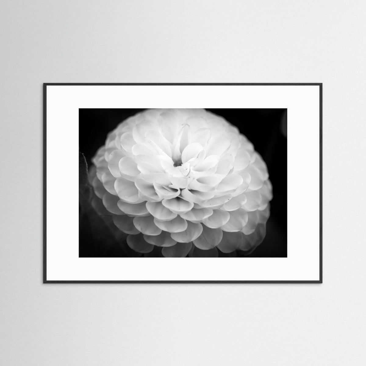 Dahlia