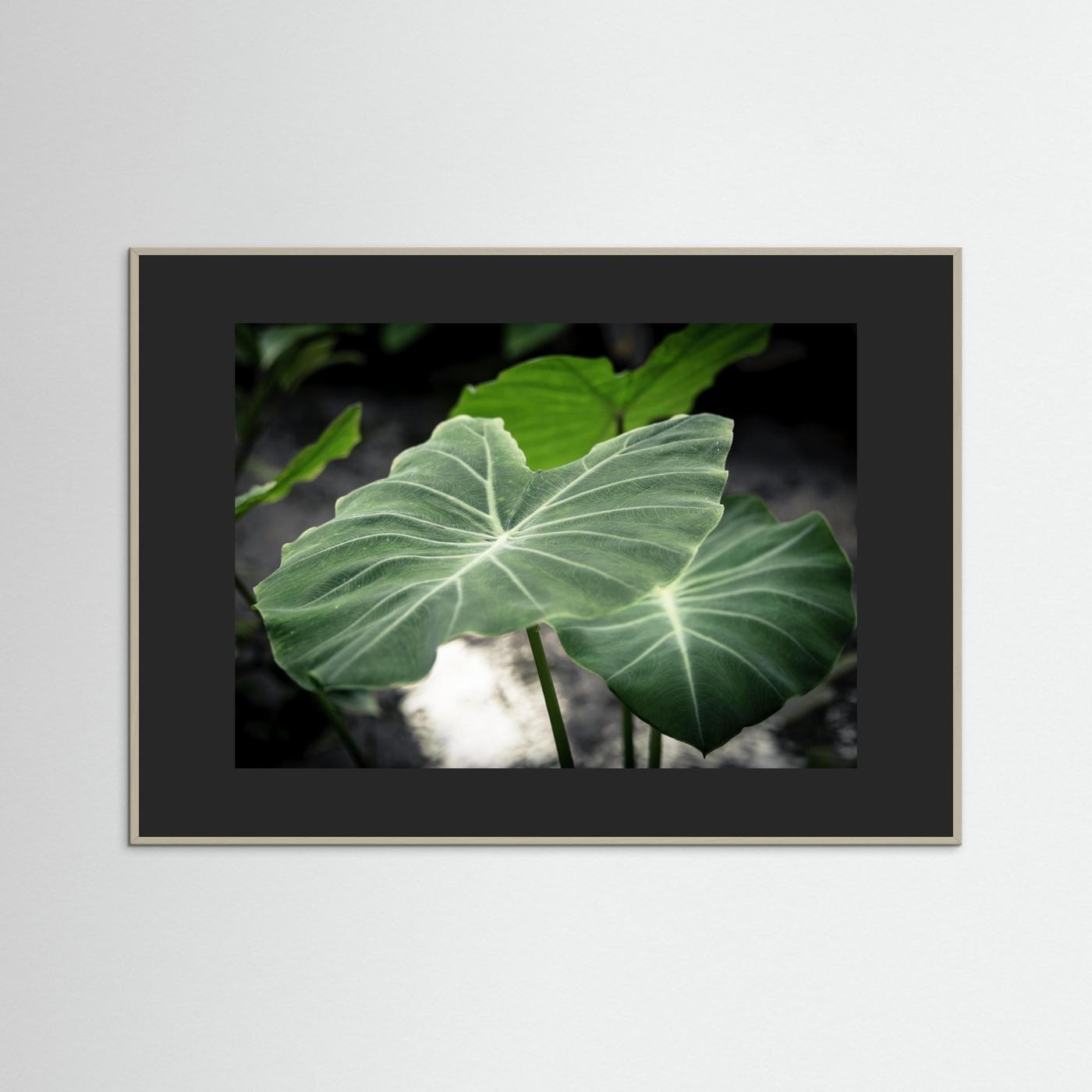Leaf