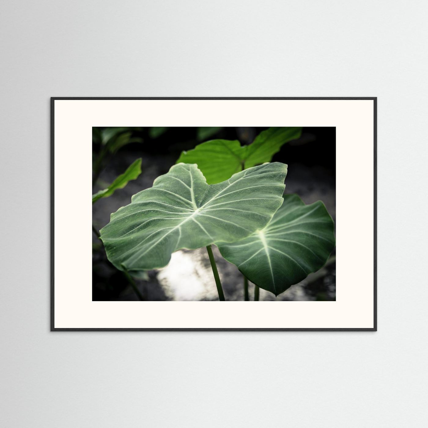 Leaf