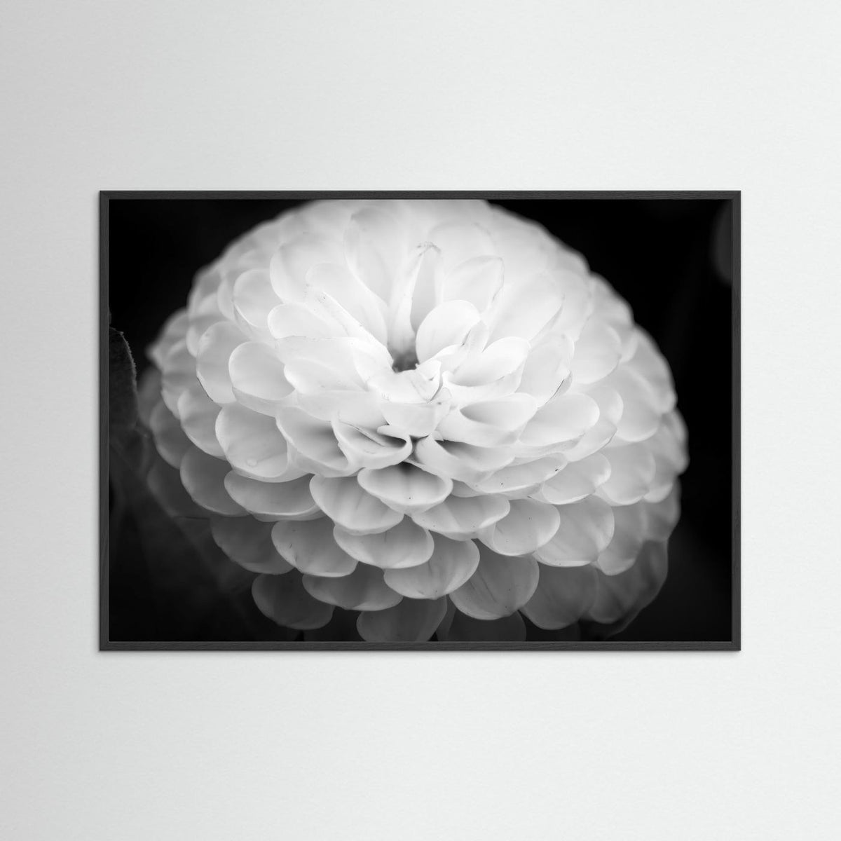 Dahlia