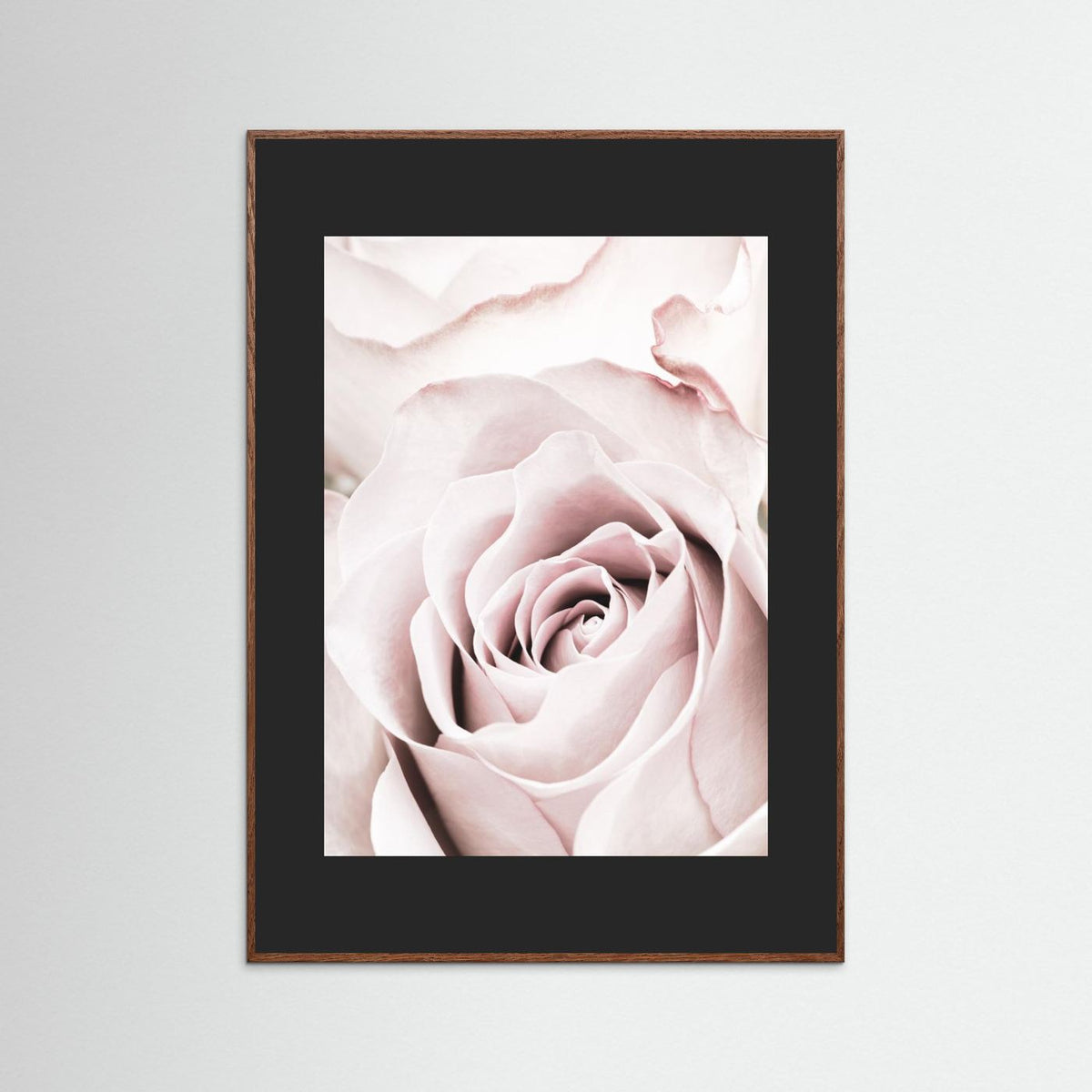 Pink Rose 