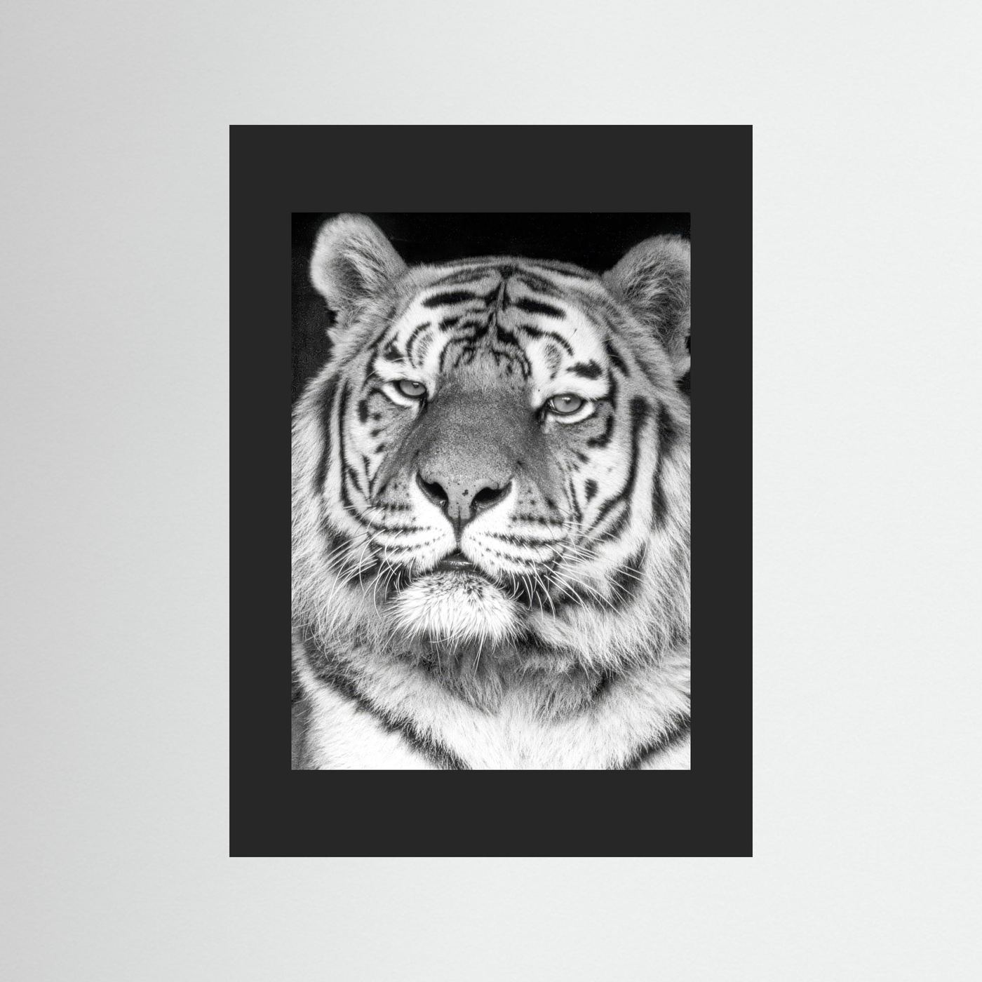 Tiger portrait