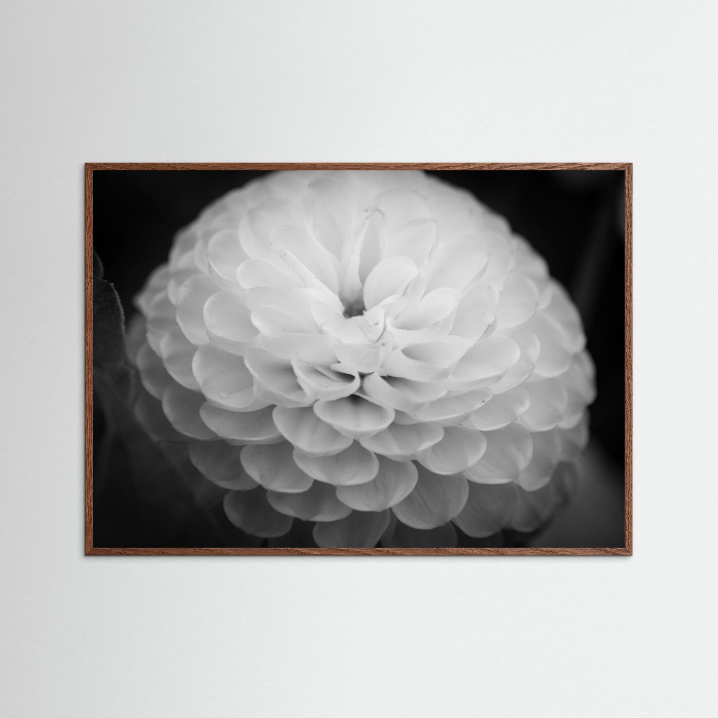 Dahlia