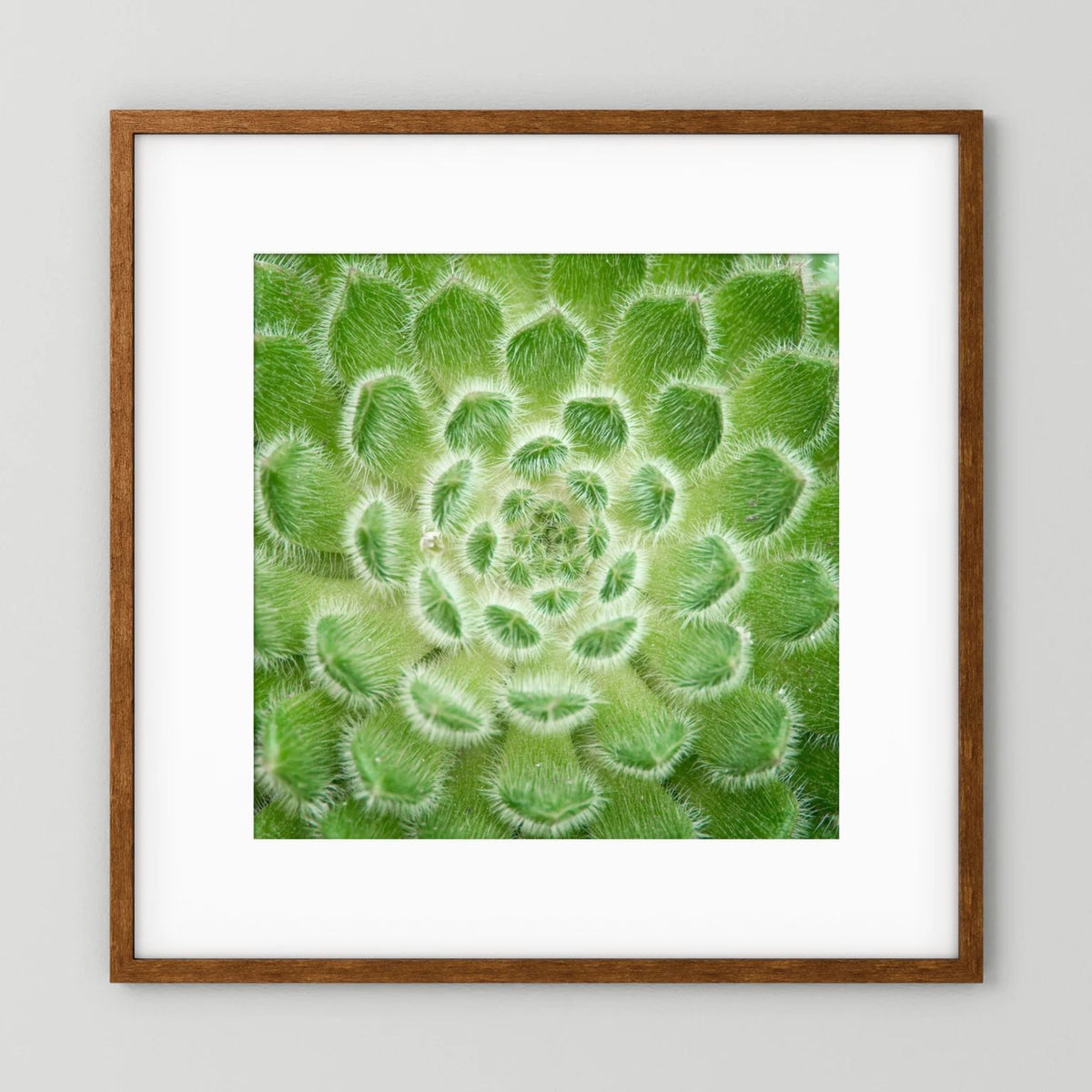 Square Cactus