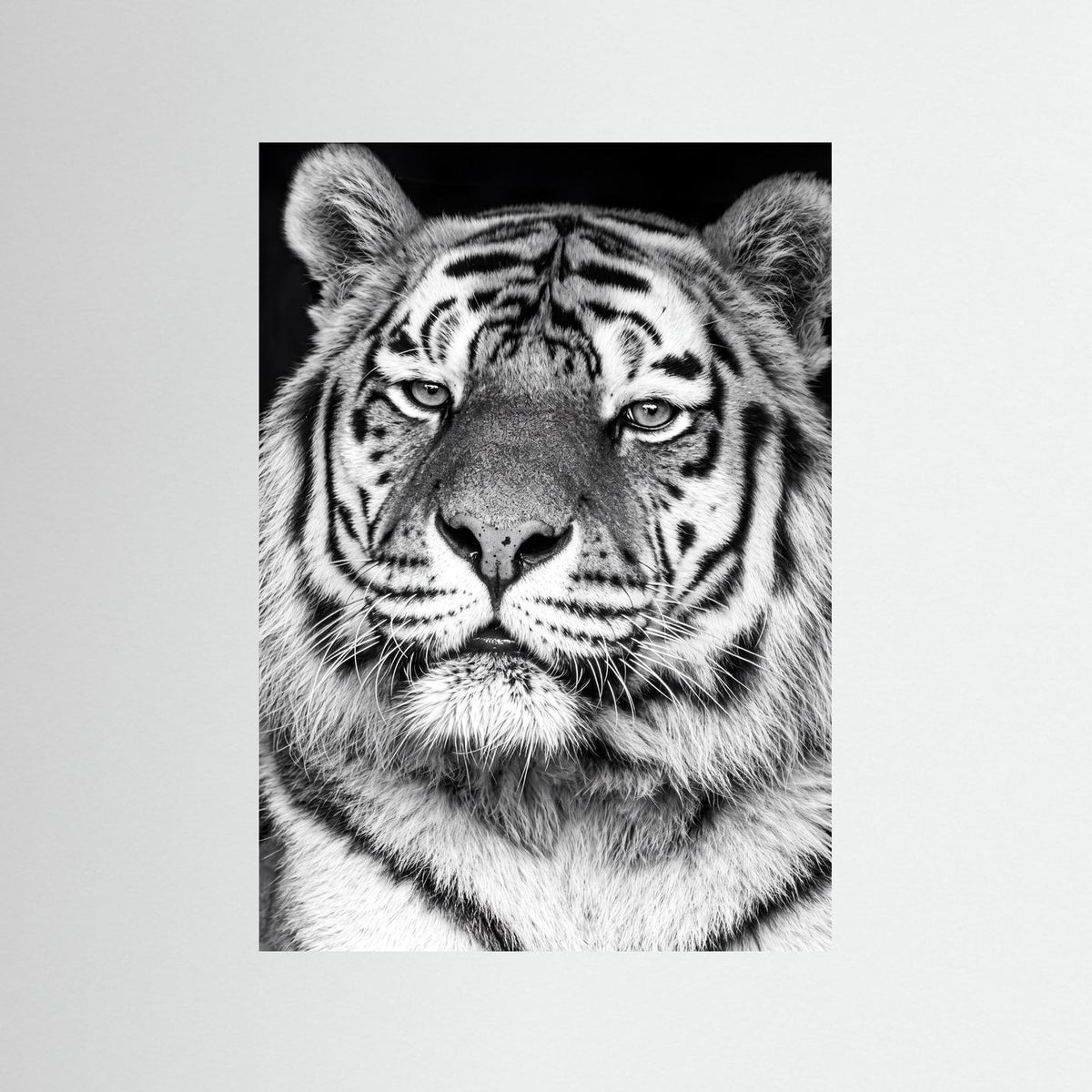Tiger portrait