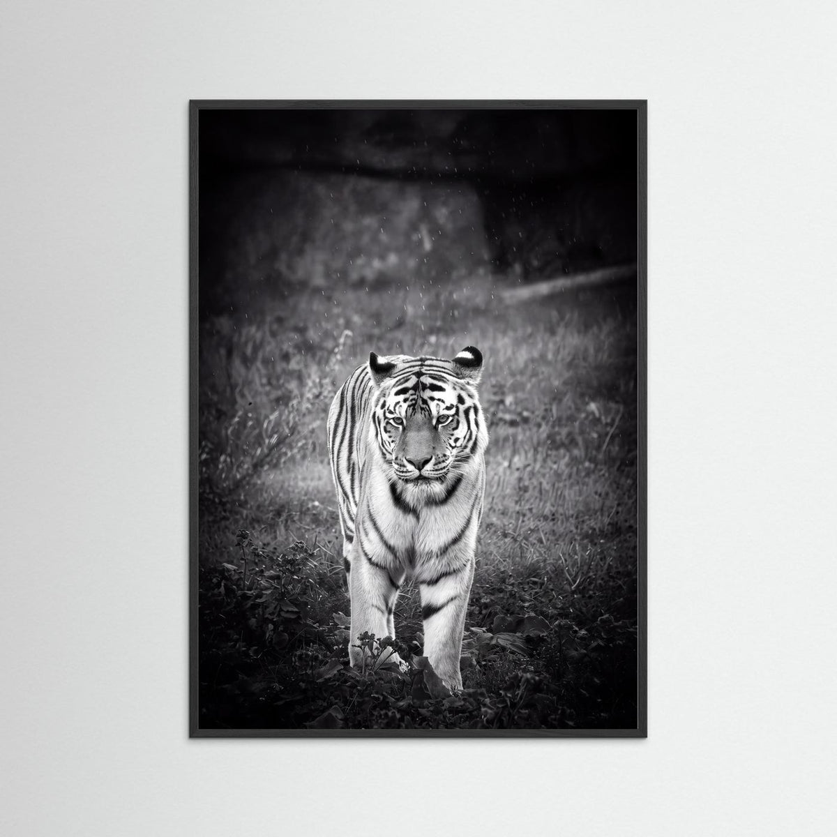 Tiger in Rain