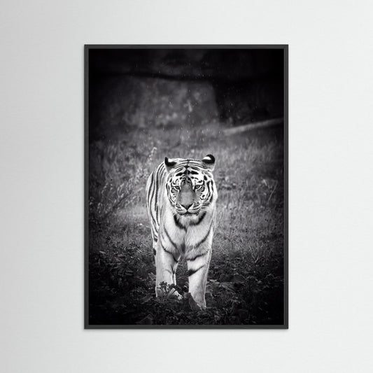 Tiger in Rain