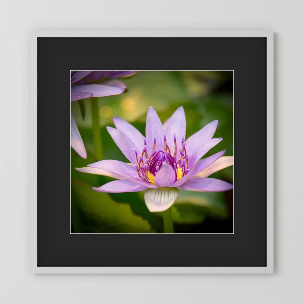 Purple Water Lily