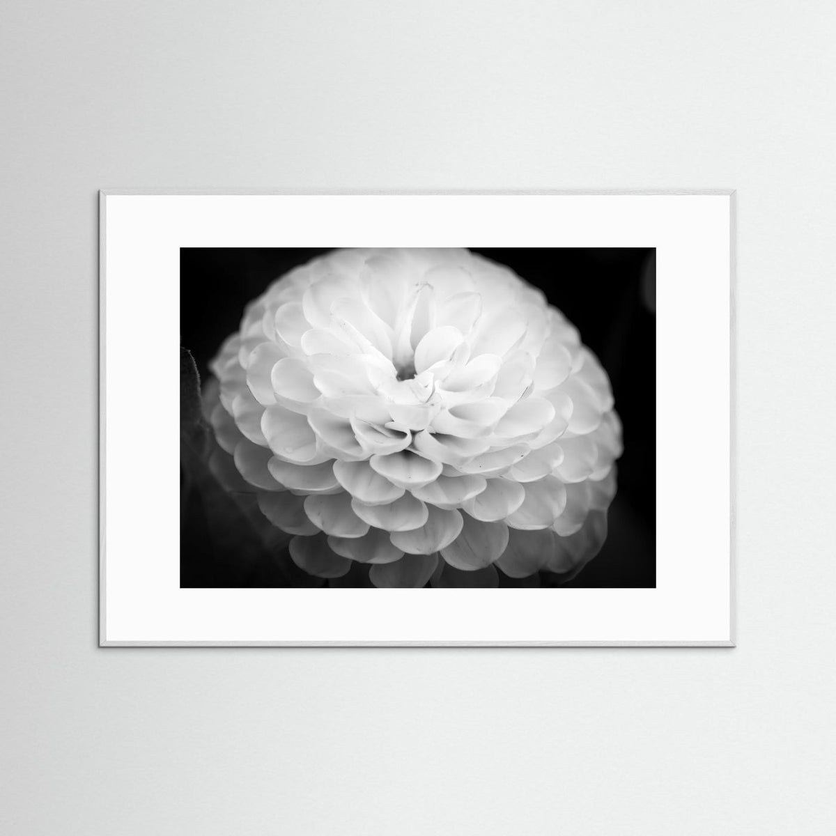 Dahlia