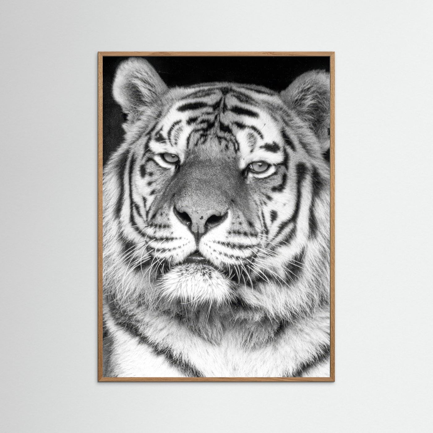 Tiger portrait