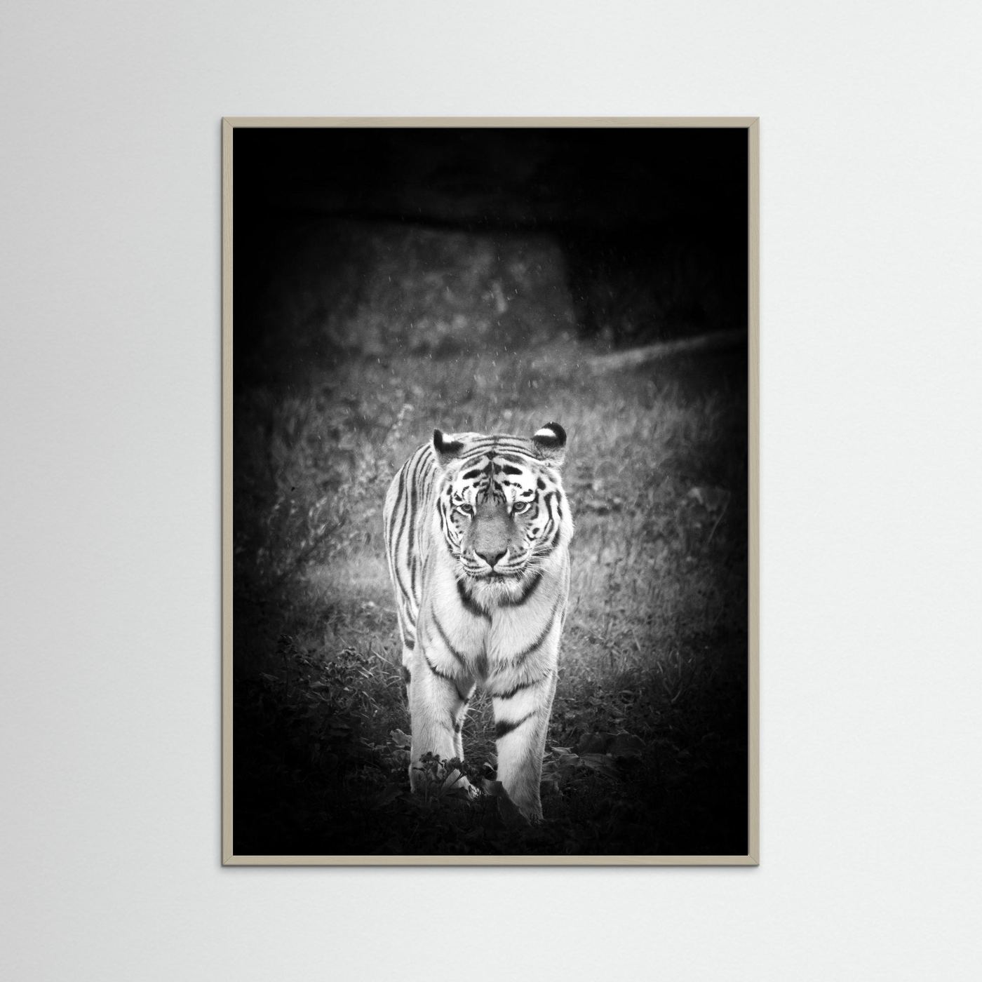 Tiger in rain