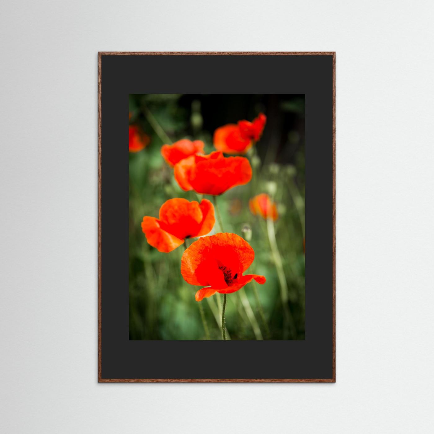 Poppy