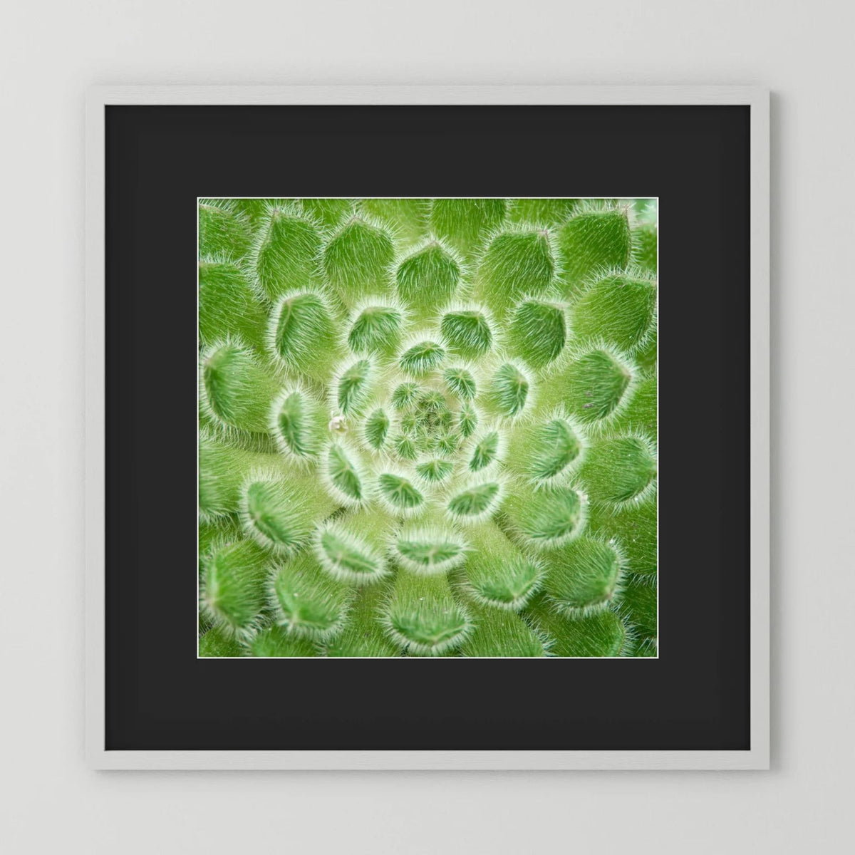 Square Cactus
