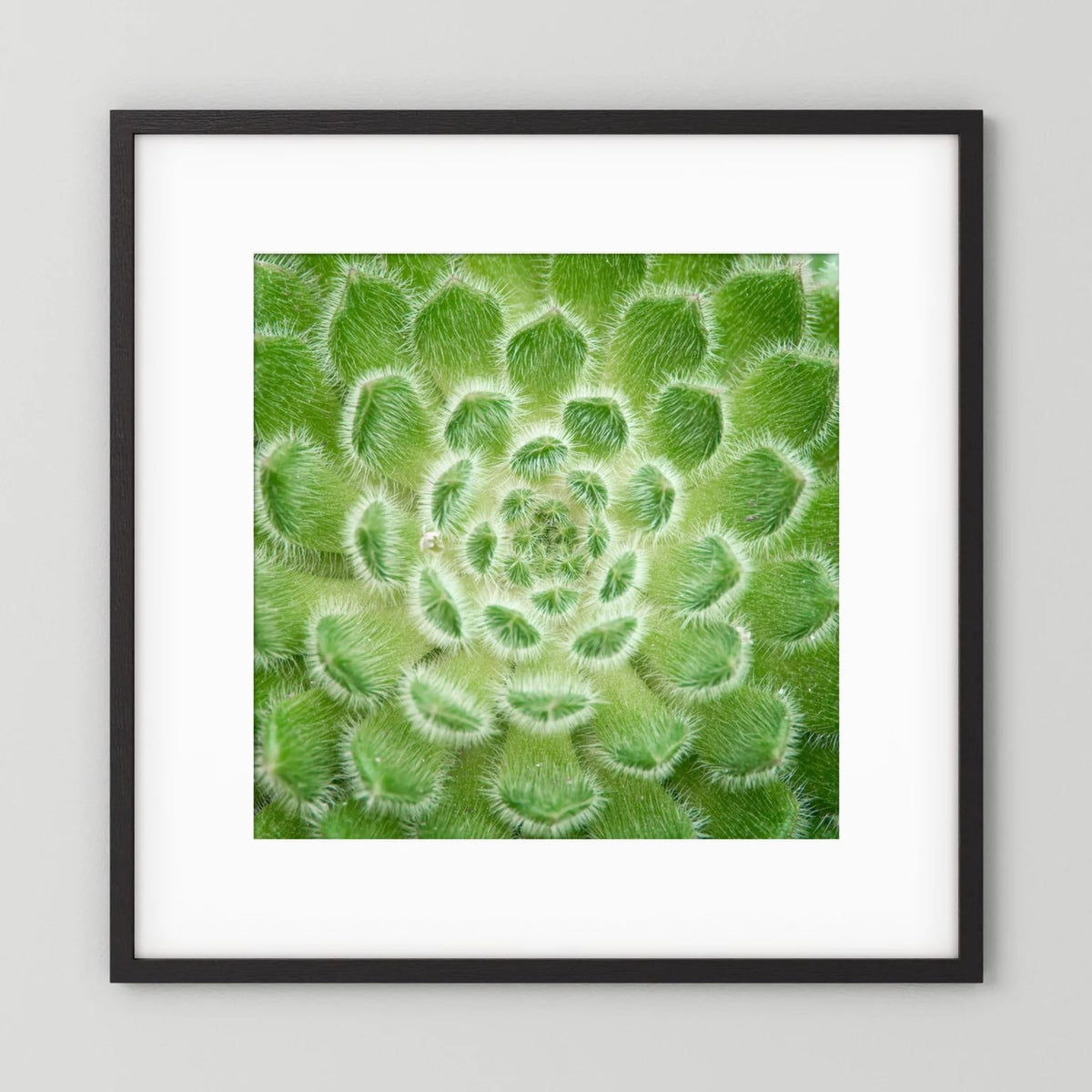 Square Cactus