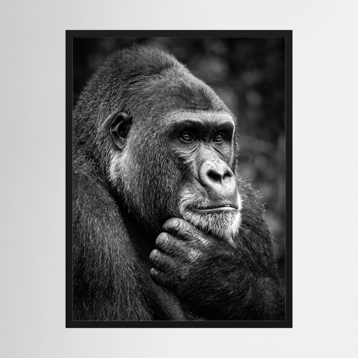Gorilla