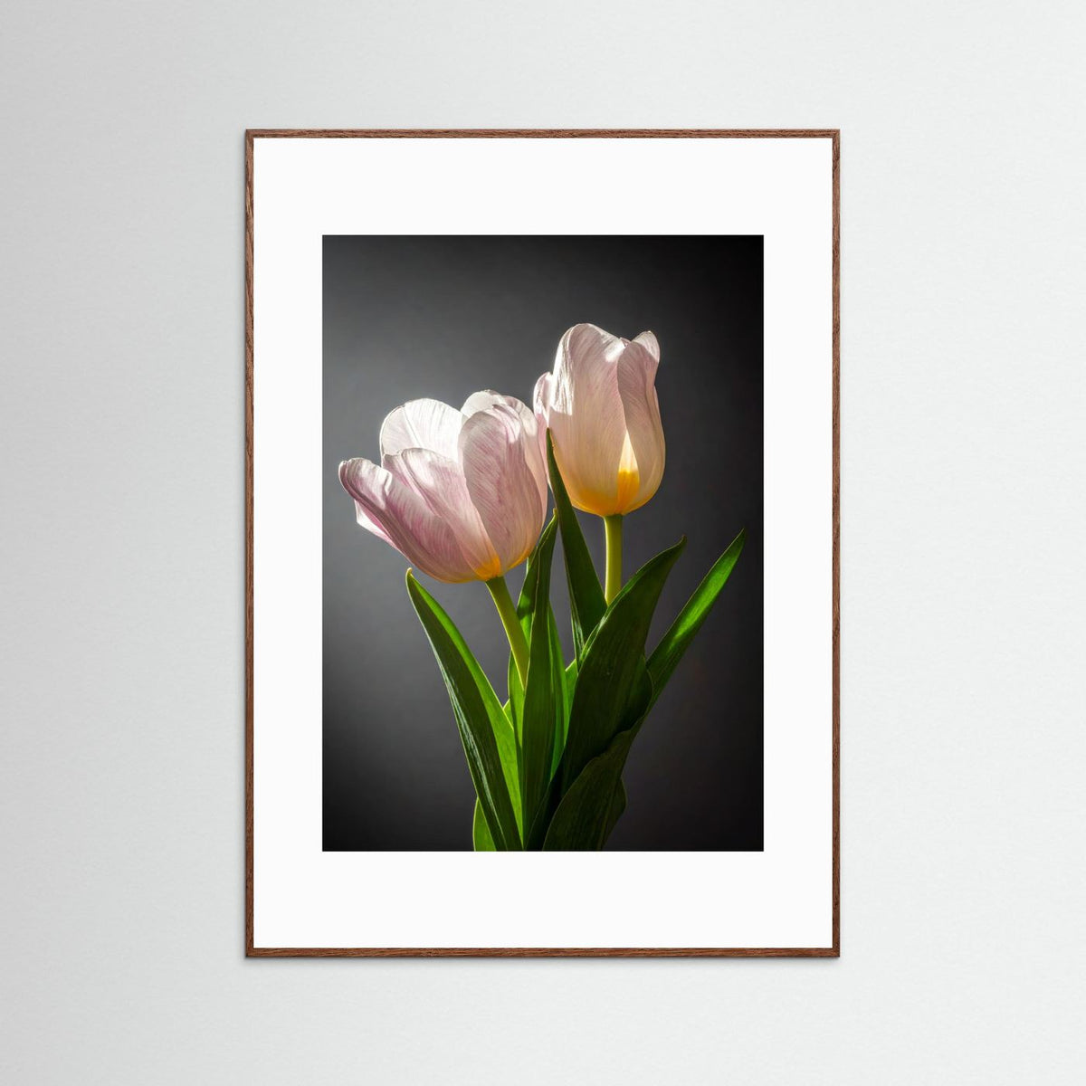 Tulip