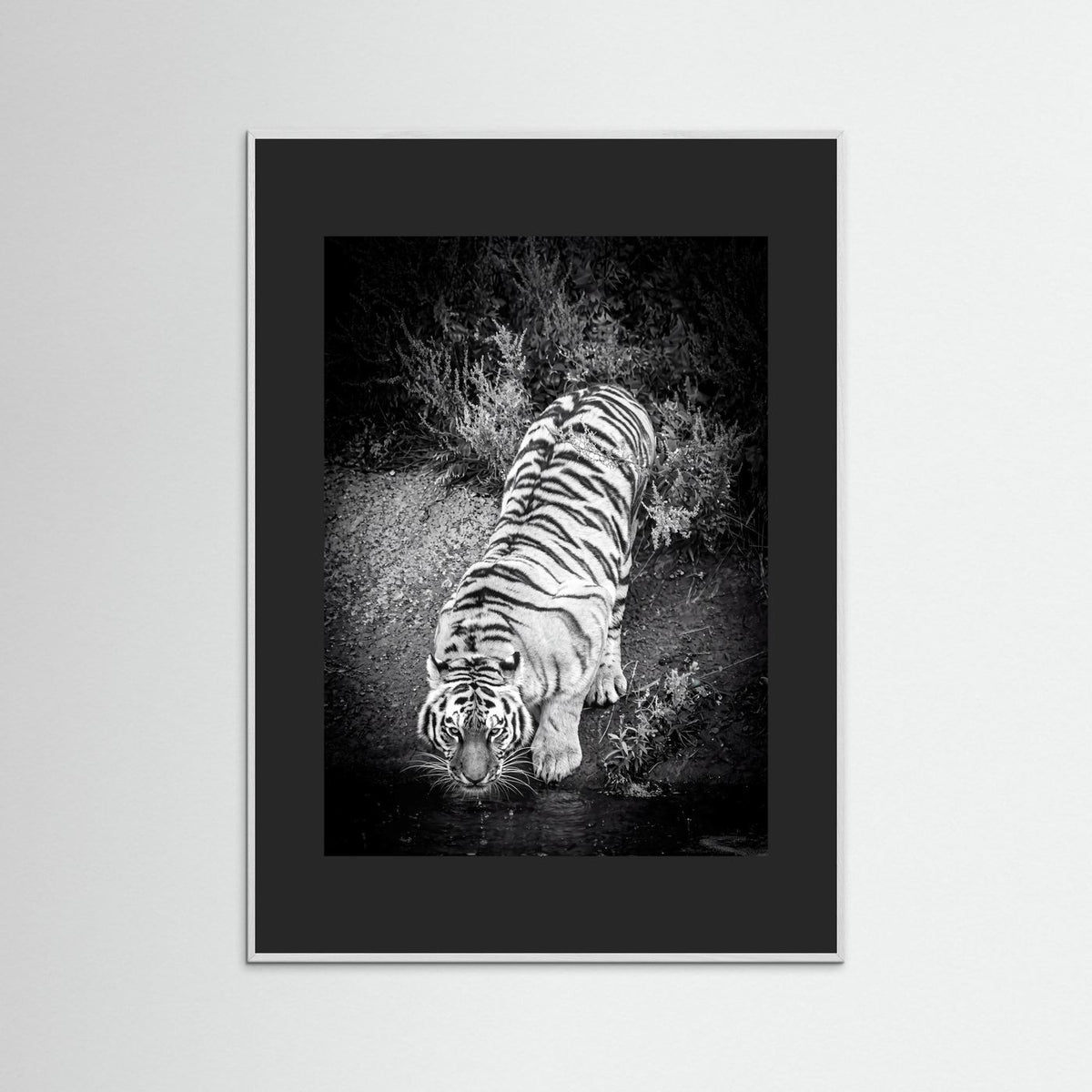 Tiger drinking water