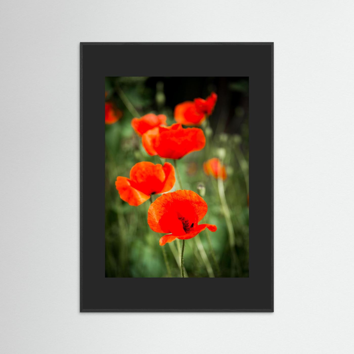 Poppy