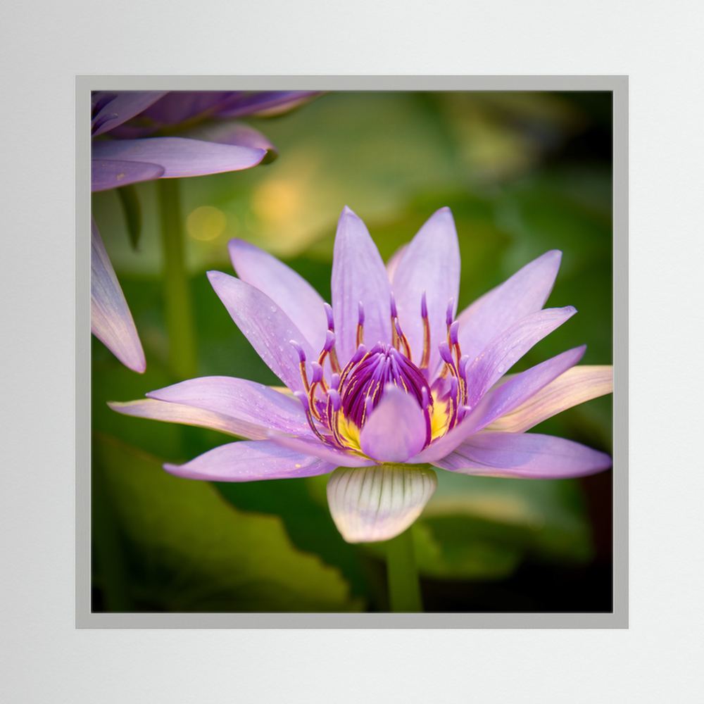 Purple Water Lily