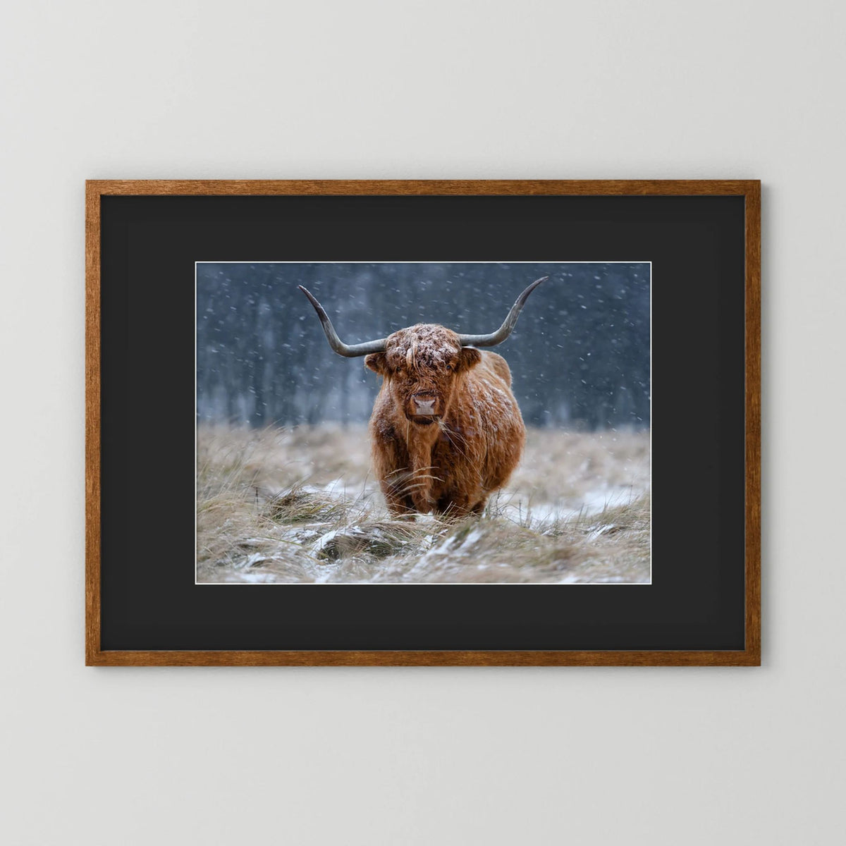 Snowy Highland cow 