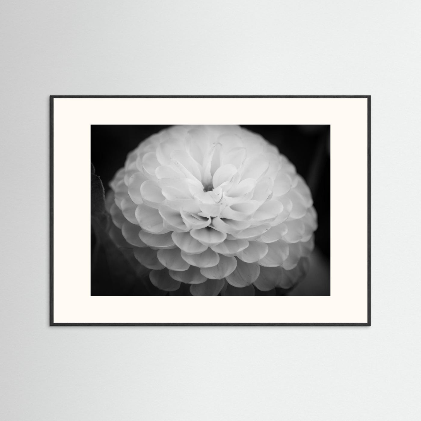 Dahlia