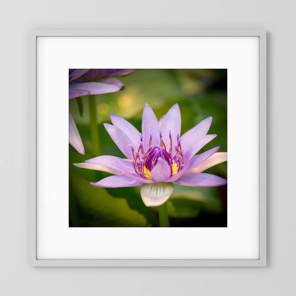 Purple Water Lily
