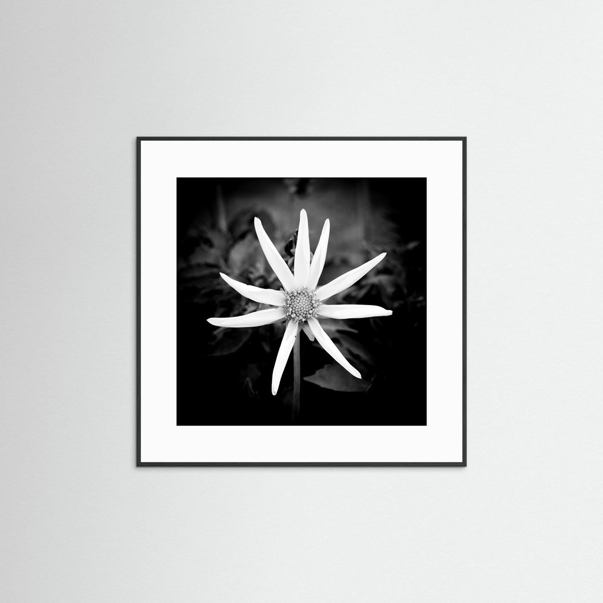 Star Flower