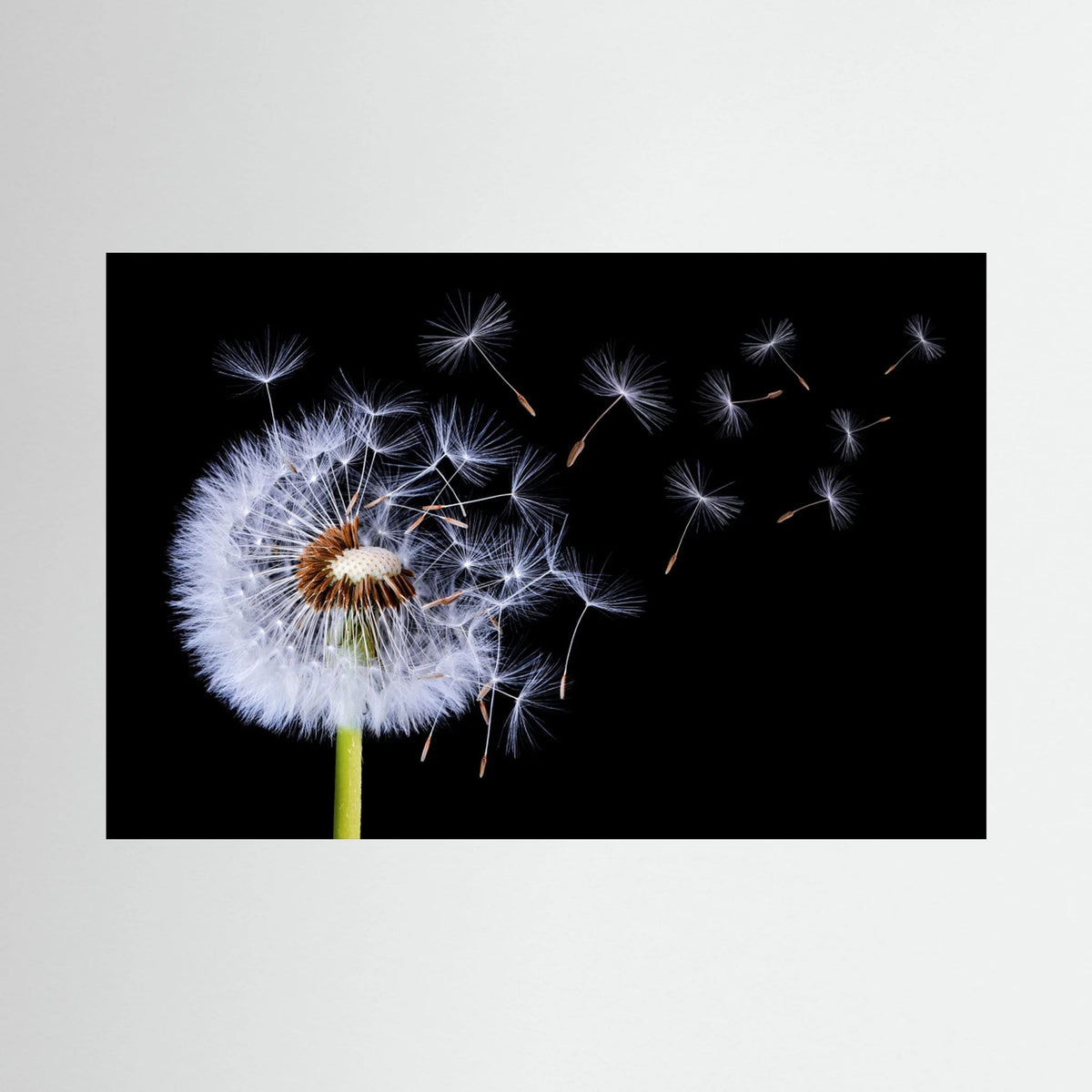 Dandelion Blowing 