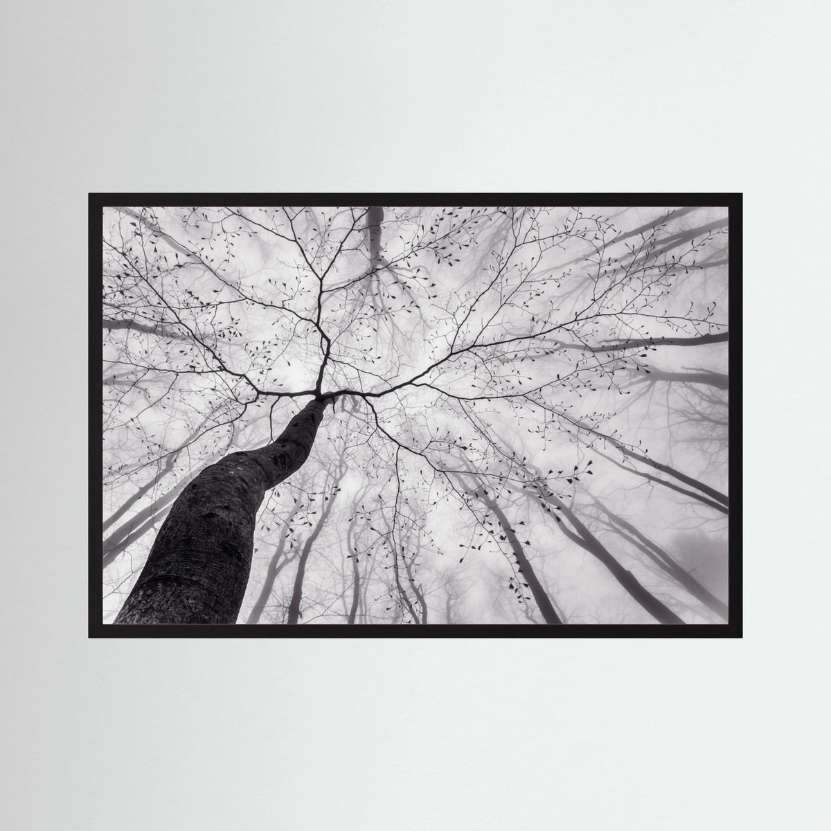 A view of the tree crown 