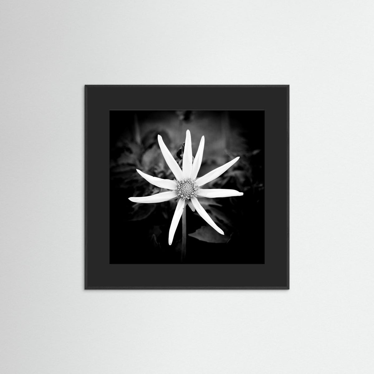 Star Flower