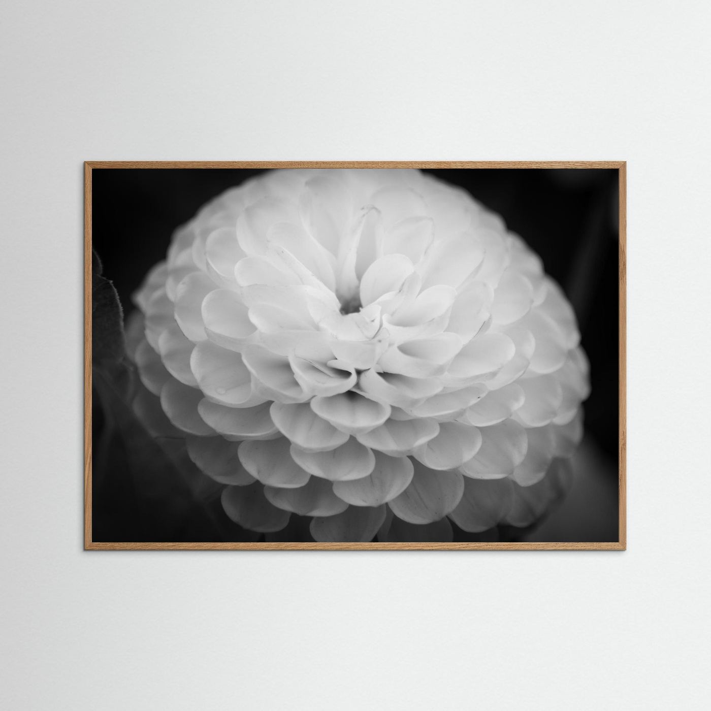 Dahlia