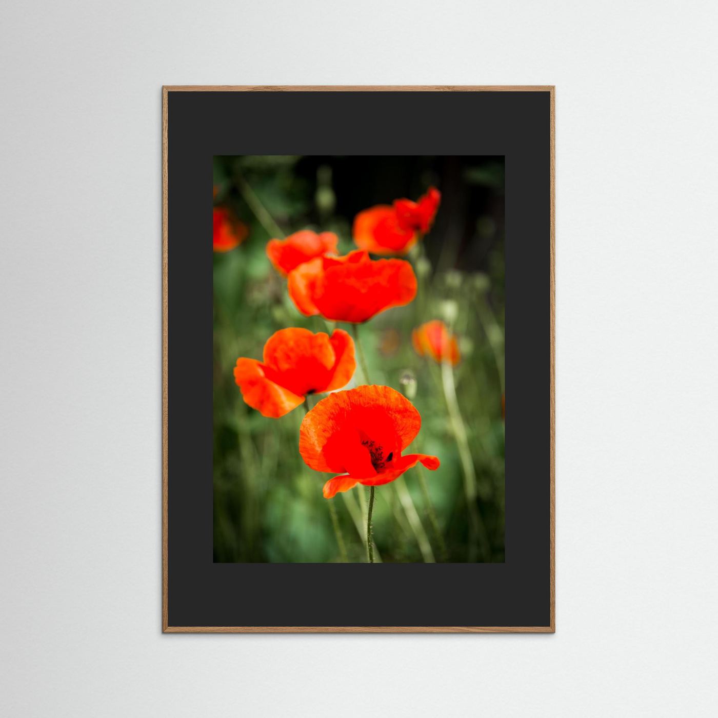 Poppy
