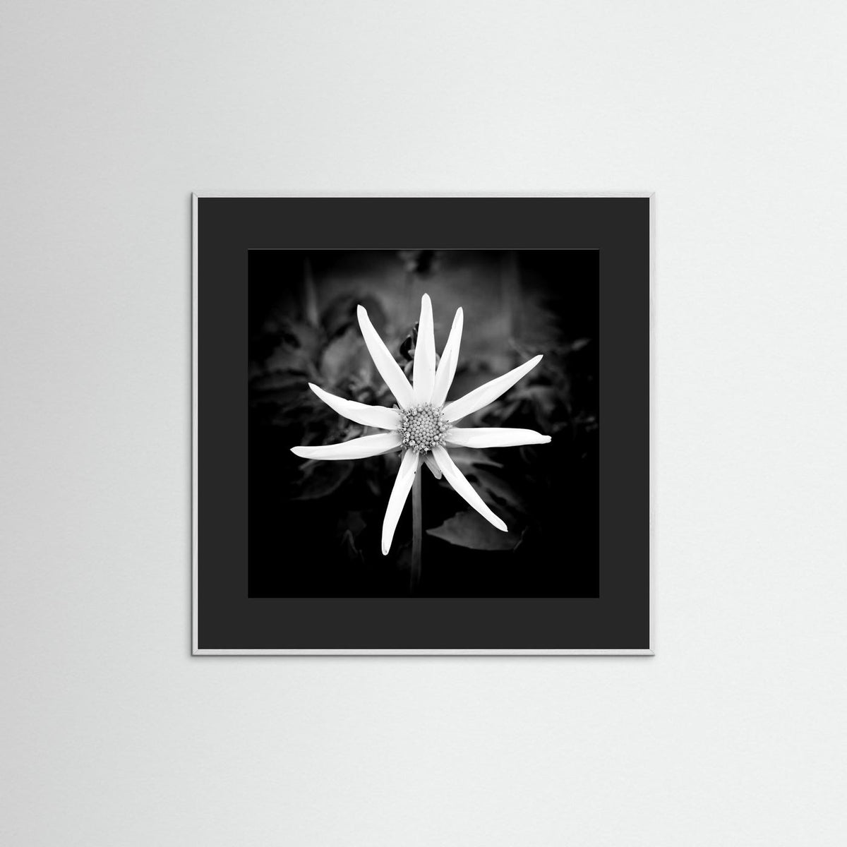Star Flower