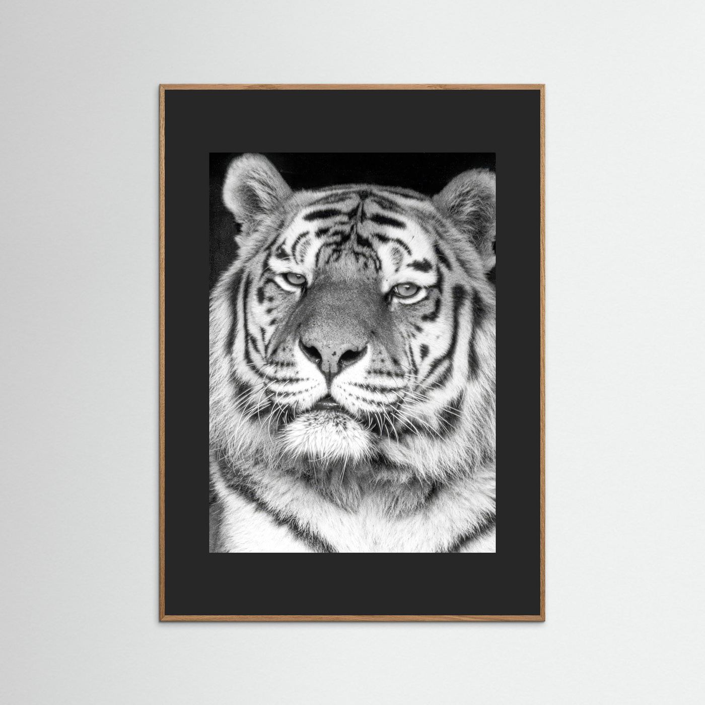 Tiger portrait