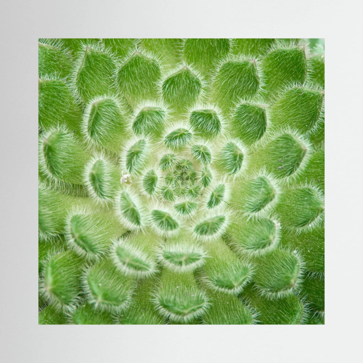 Square Cactus