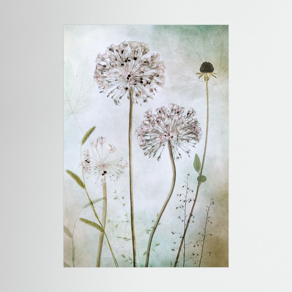 Allium 