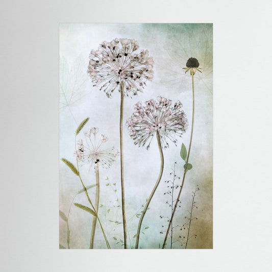 Allium 