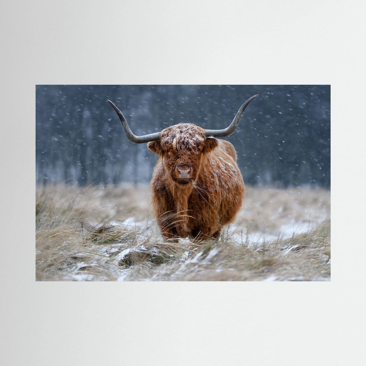 Snowy Highland cow 