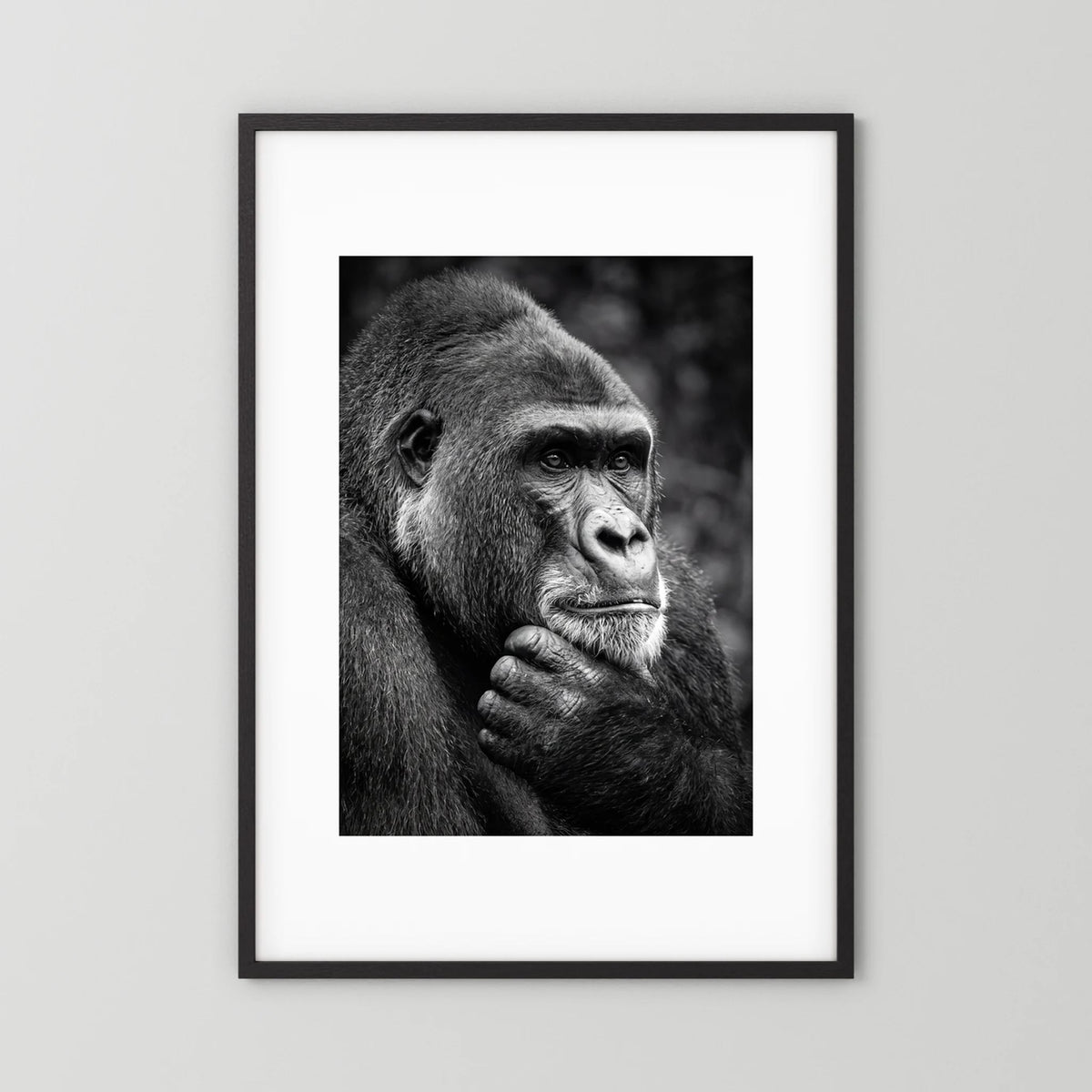 Gorilla