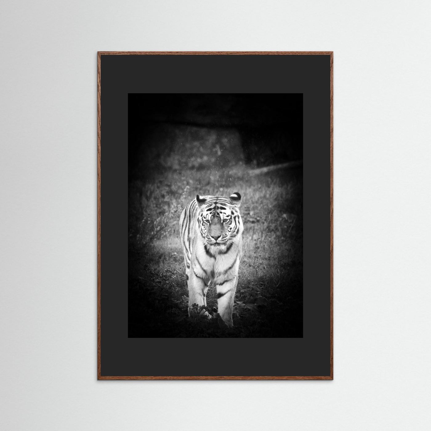 Tiger in rain