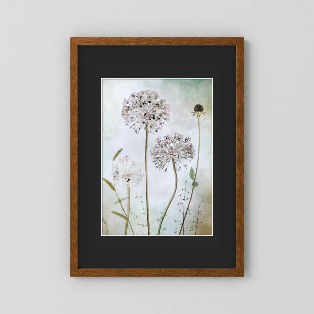 Allium 