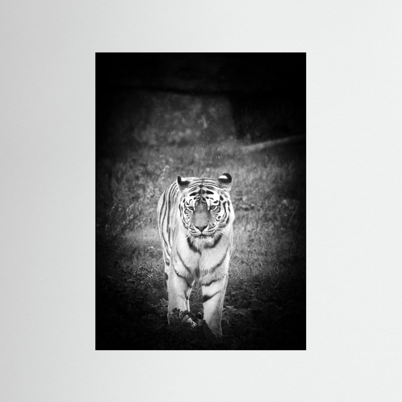 Tiger in rain