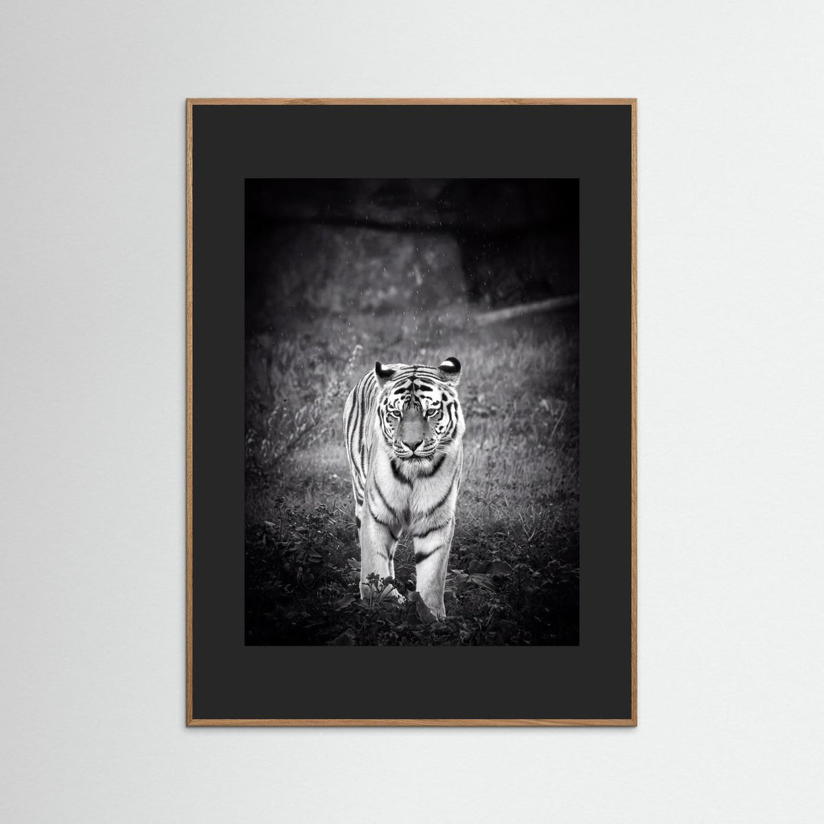 Tiger in Rain