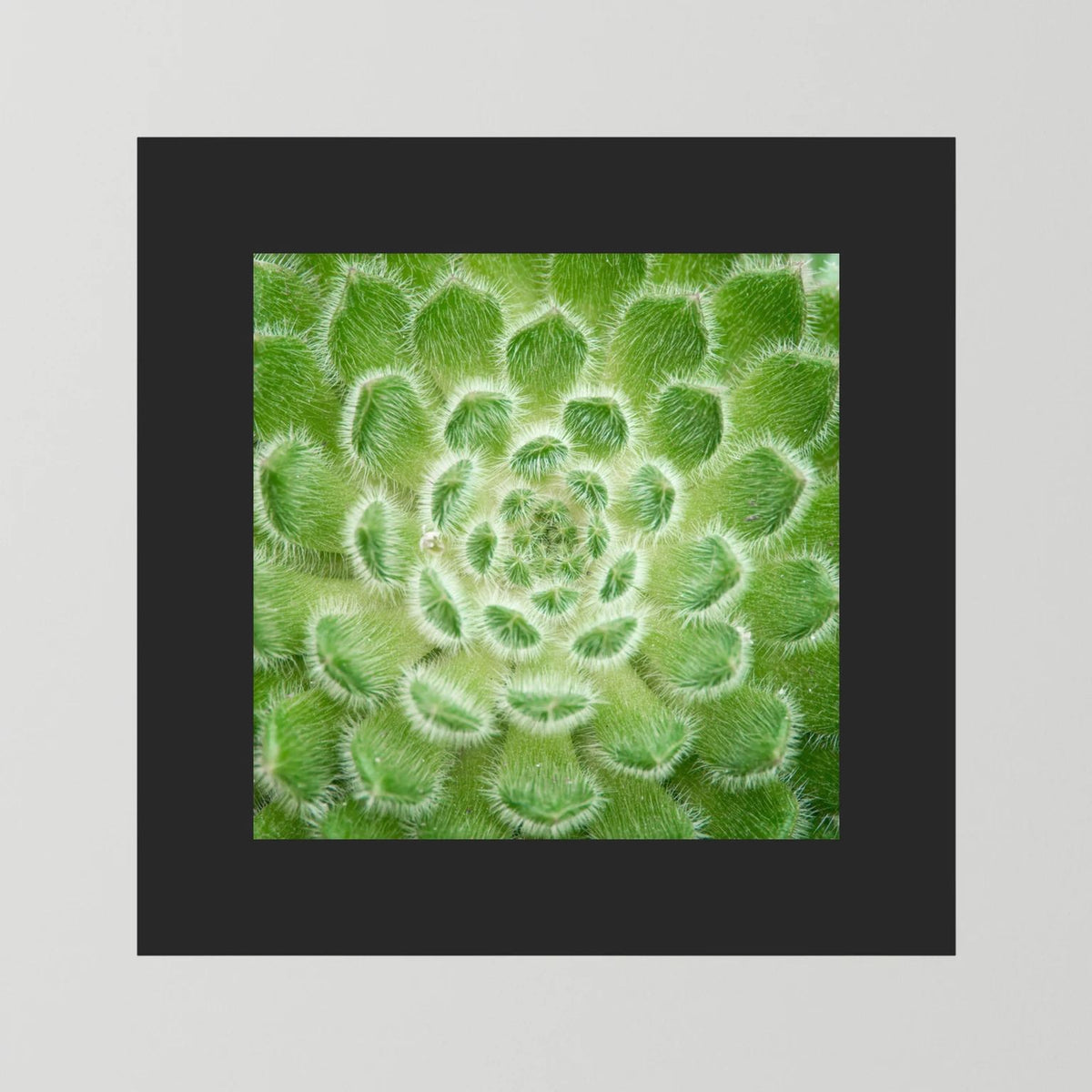 Square Cactus