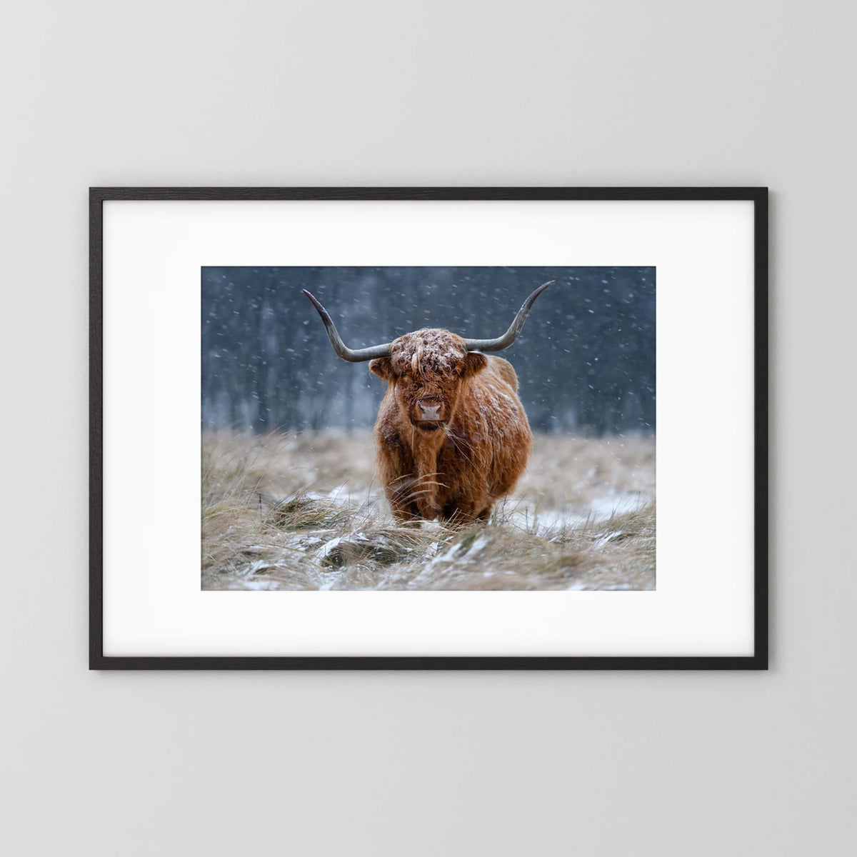 Snowy Highland cow 