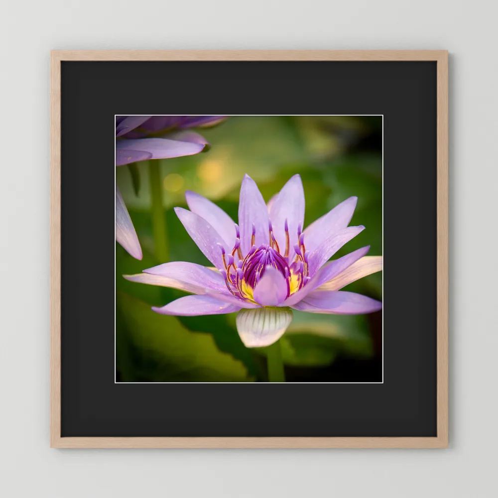 Purple Water Lily
